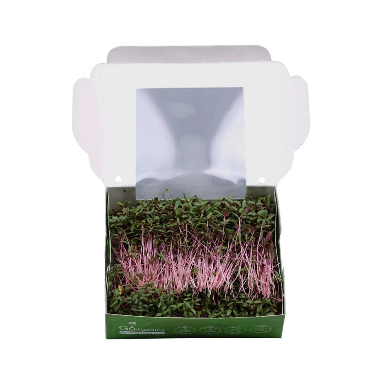 Organic Amaranthus Microgreens from Go4ganics, fresh green microgreens with vibrant leaves, ideal for salads and healthy dishes.