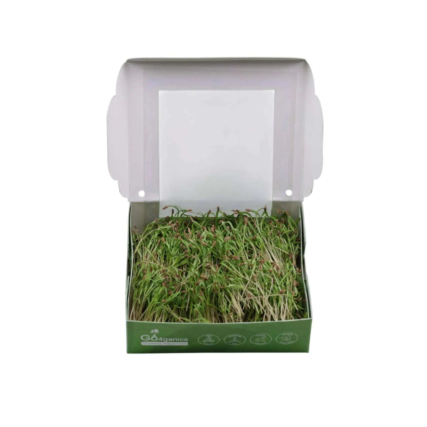 Fresh organic carrot microgreens from Go4ganics, vibrant green microgreens rich in nutrients for healthy eating.