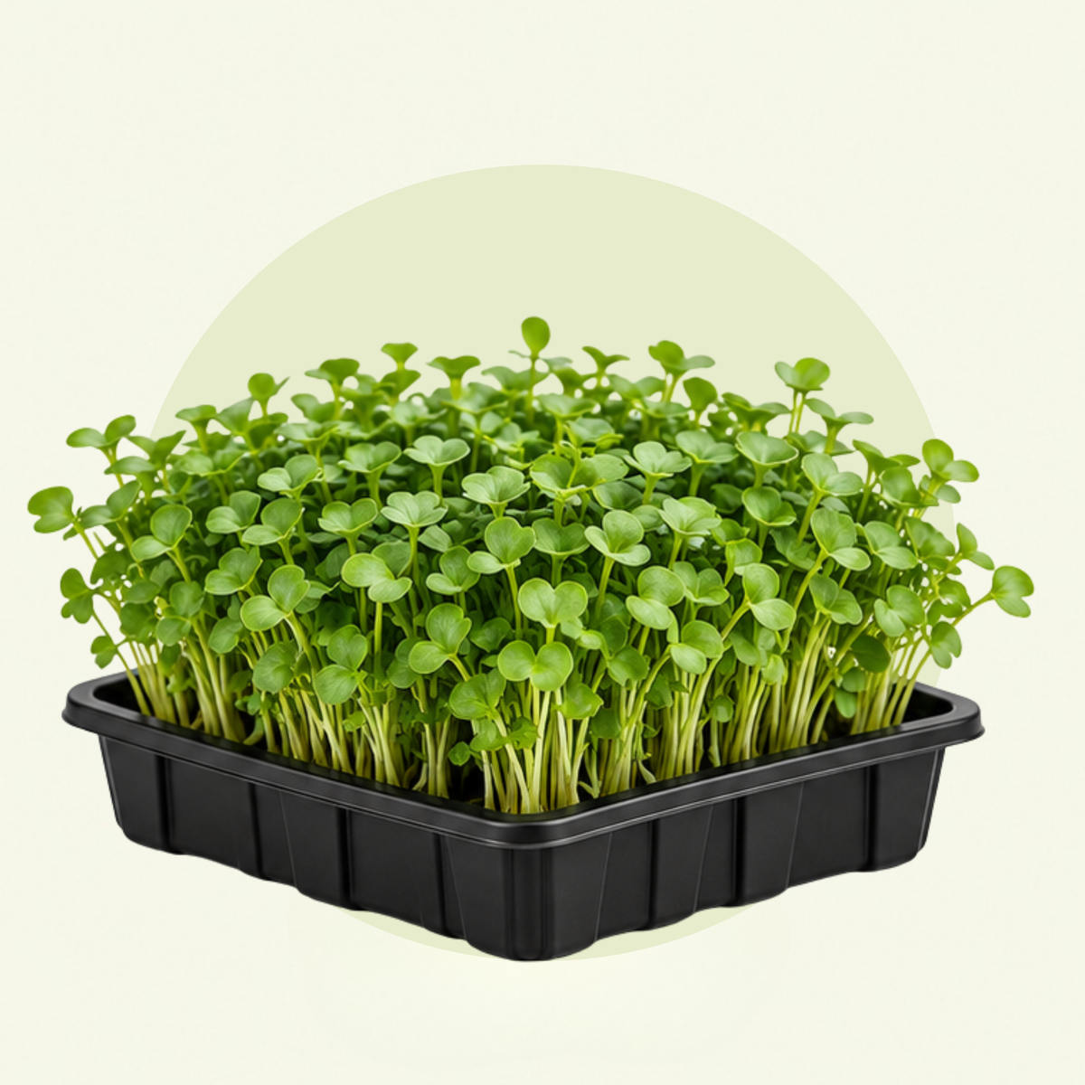 Microgreens