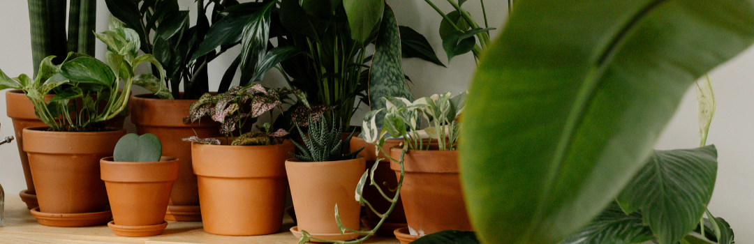Assorted potted houseplants in terracotta pots for sustainable indoor gardening
