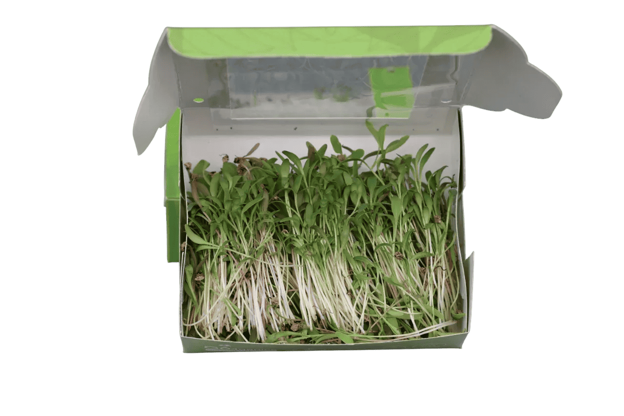 Fresh organic Palak microgreens from Go4ganics, vibrant green microgreens rich in nutrients for healthy eating.