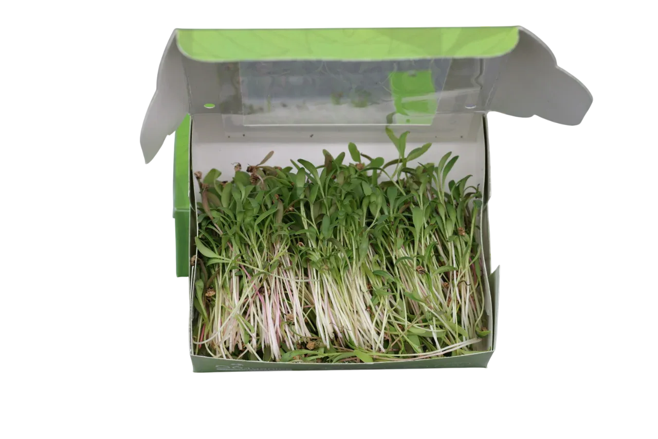 Palak Microgreens
