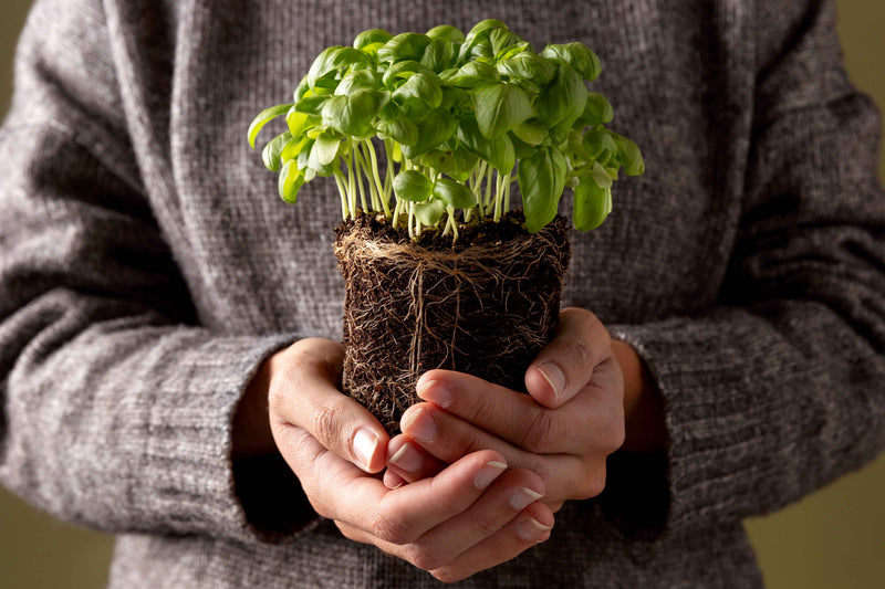 Hands holding organic basil plant with healthy roots, ideal for sustainable gardening and eco-conscious plant care