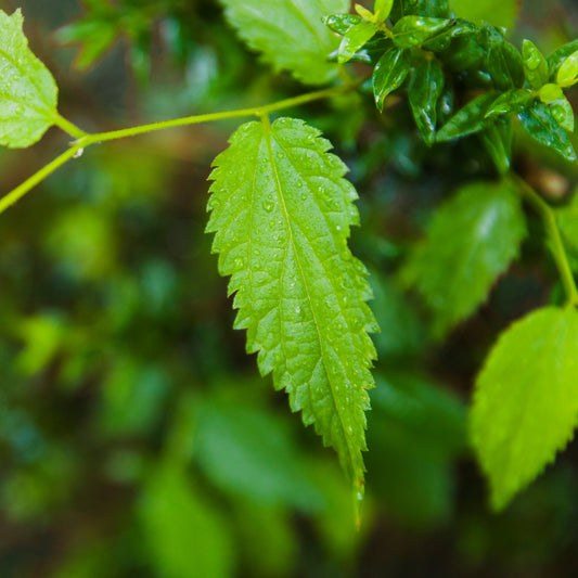 NeemRaz – Nature’s Answer to Safe and Effective Pest Control