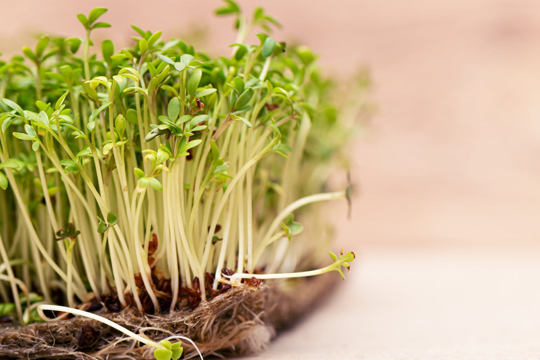 microgreens for health