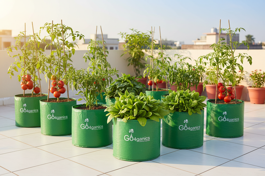 How Much Sunlight Do Vegetables Need? Complete Guide for Terrace & Balcony Gardening India