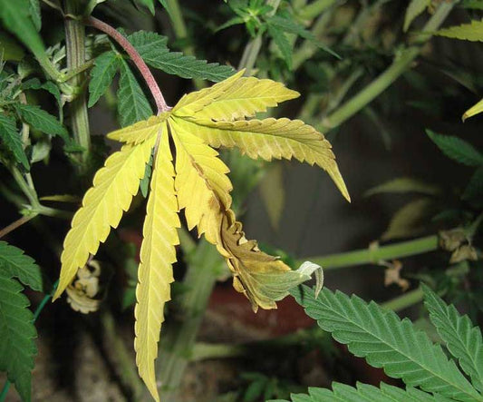 Diagnosing yellow plant leaves from overwatering and poor soil drainage