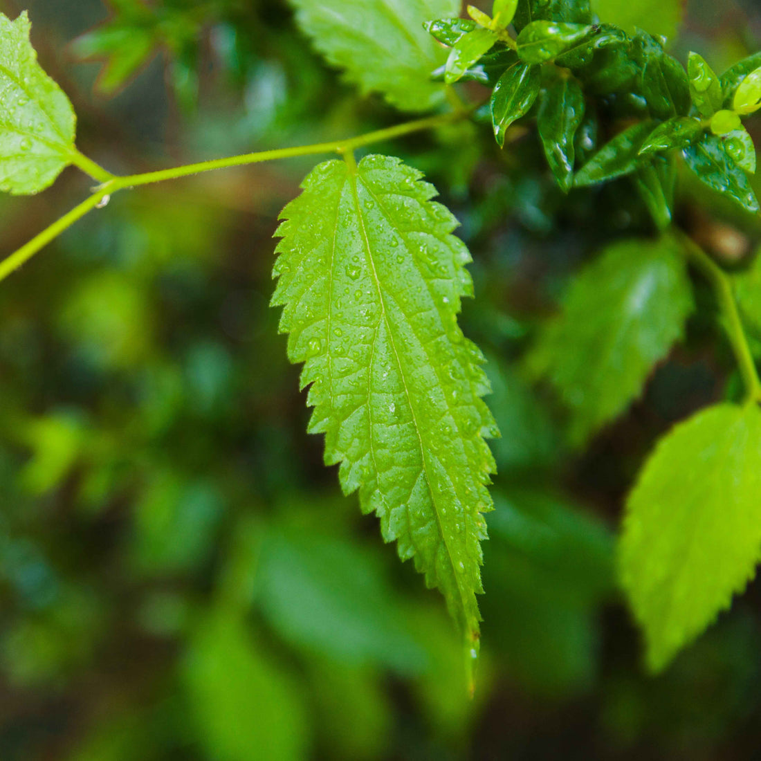 NeemRaz: Natural Pest Control for Plants and Organic Home Gardening