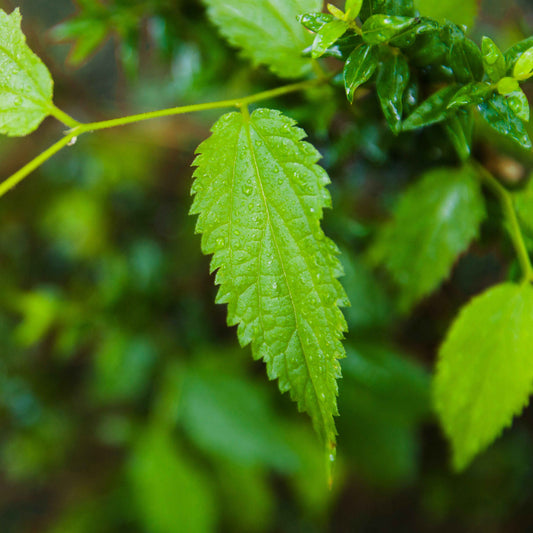 NeemRaz: Natural Pest Control for Plants and Organic Home Gardening
