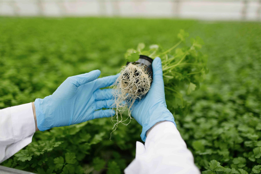 Why Plant Growth Regulators and Biostimulants Are Important for Healthy Plant Growth Today