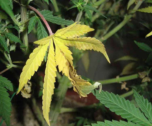 Why Are My Plant Leaves Turning Yellow Even After Watering?