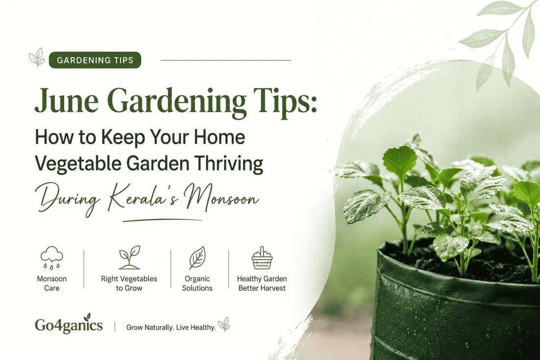 June Gardening Tips for Kerala: Best Vegetables to Grow This Season and Essential Monsoon Garden Care