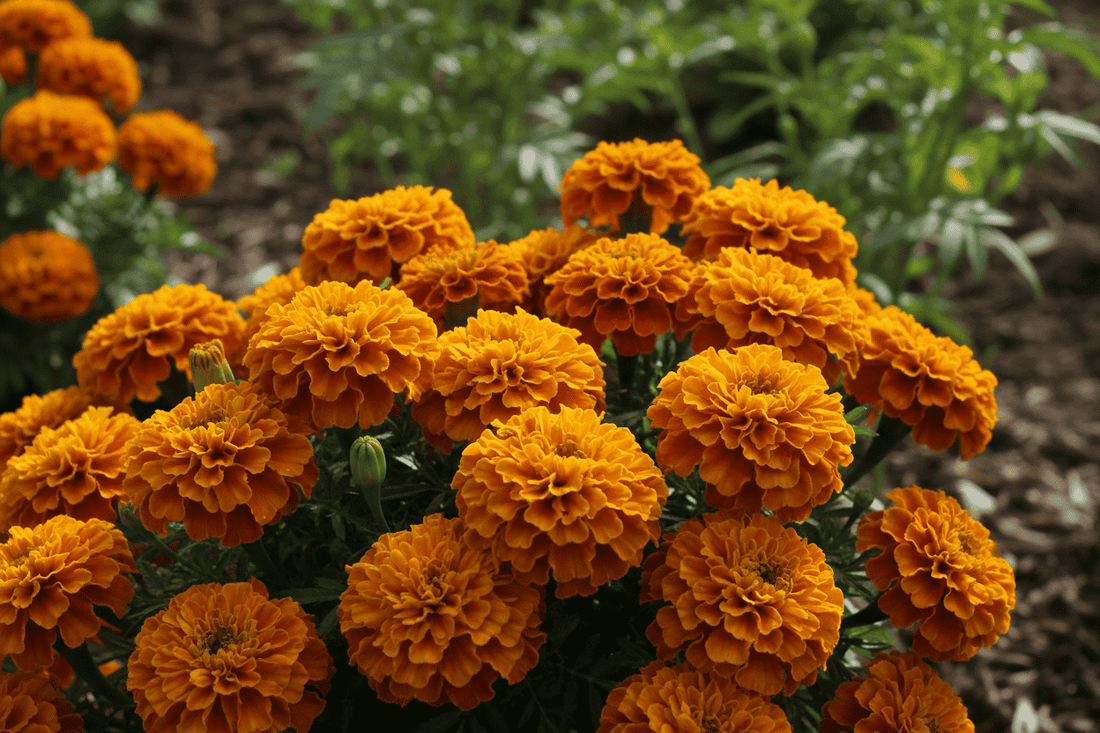 Natural Pest Control for Vegetable Garden: The Benefits of Marigold Companion Planting