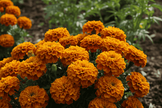 Natural Pest Control for Vegetable Garden: The Benefits of Marigold Companion Planting