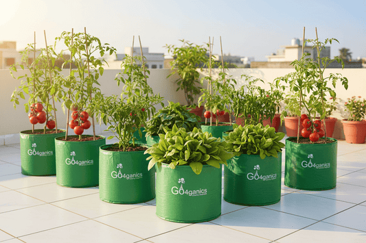 How Much Sunlight Do Common Vegetables Really Need? A Complete Guide for Healthy Home Gardens