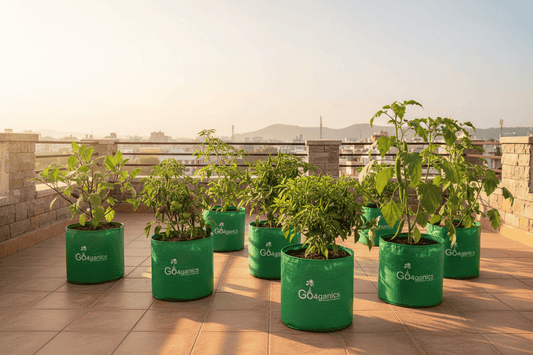 Common Terrace Gardening Mistakes and How to Avoid Them | Terrace Garden Tips for Beginners