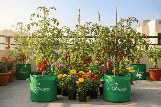 Plant Growth Regulators: How They Support Flowering & Fruiting in Home Gardens