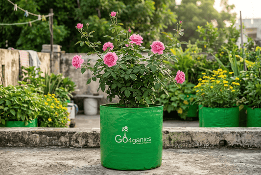 How to Make Rose Plants Bloom More: 10 Simple Tips