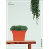 Vastu Pot