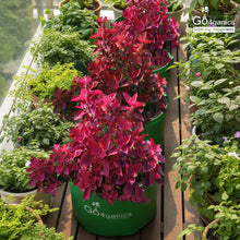 GO4ganics All Size HDPE Grow Bags for vegetables and Gardening