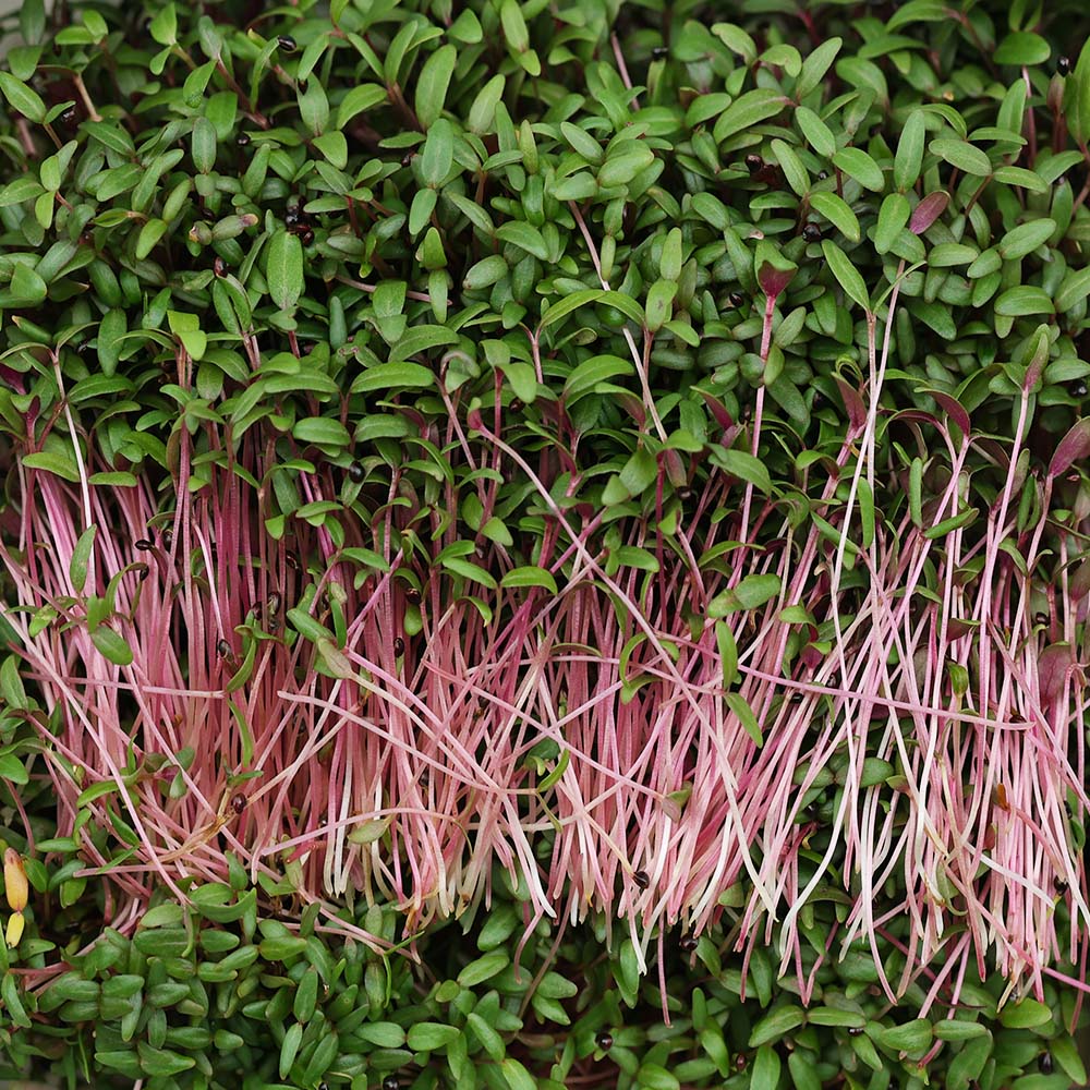 Amaranthus Microgreens