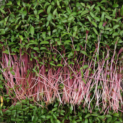 Amaranthus Microgreens
