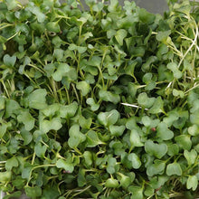 Fresh broccoli microgreens from Go4ganics, showcasing vibrant green microgreens on a white background.