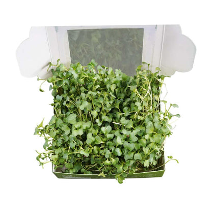 Fresh broccoli microgreens from Go4ganics, vibrant green microgreens with delicate leaves and stems on a white background.