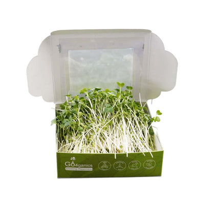 Fresh broccoli microgreens from Go4ganics displayed in a clear container, showcasing vibrant green microgreens on a white background.