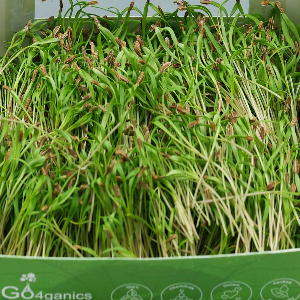 Carrot Microgreens
