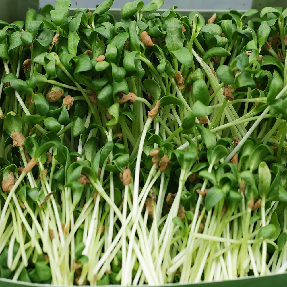 Fenugreek Microgreens