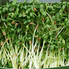 Fenugreek Microgreens