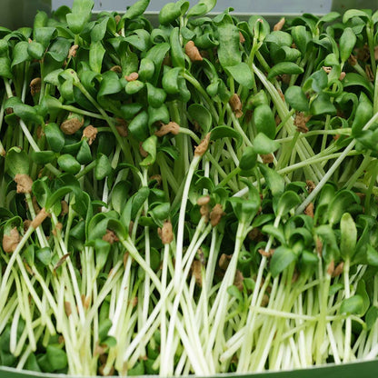 Fenugreek Microgreens