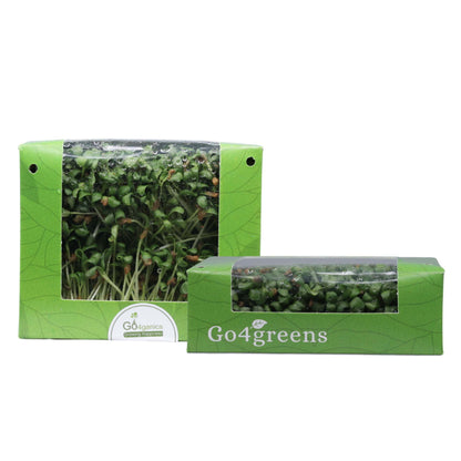 Fenugreek Microgreens