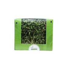 Fenugreek Microgreens