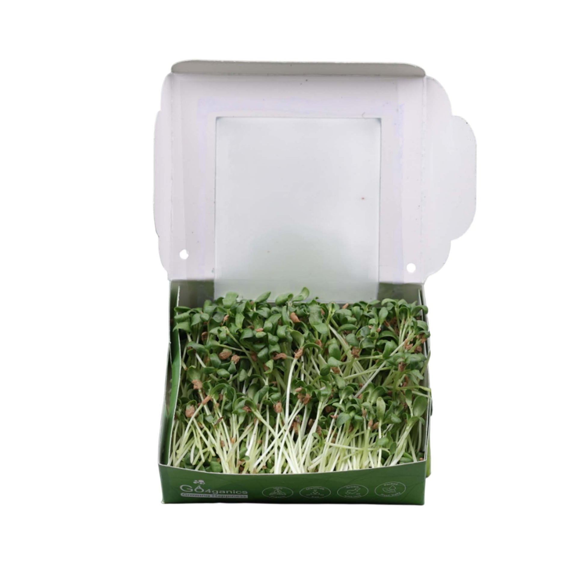 Fenugreek Microgreens