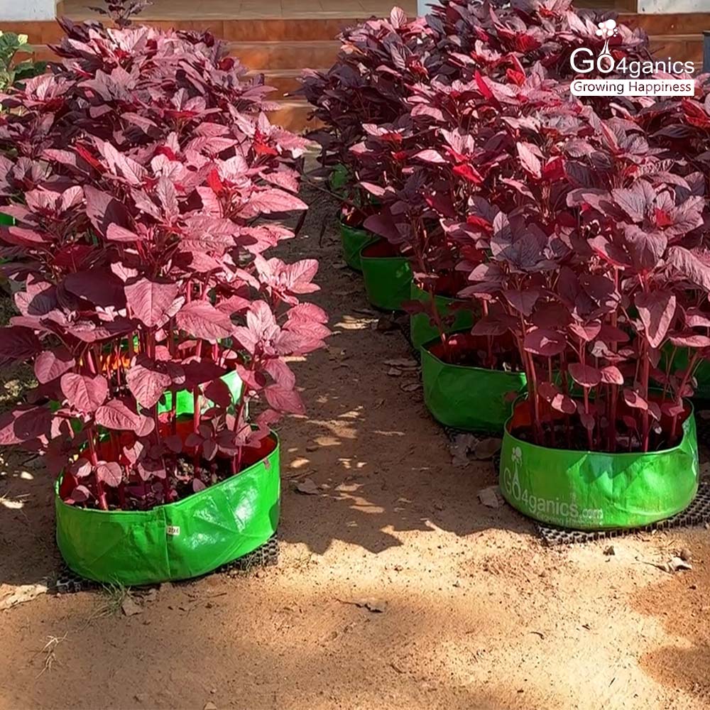 Vegetable Grow Bag Combo (Pack of 5)