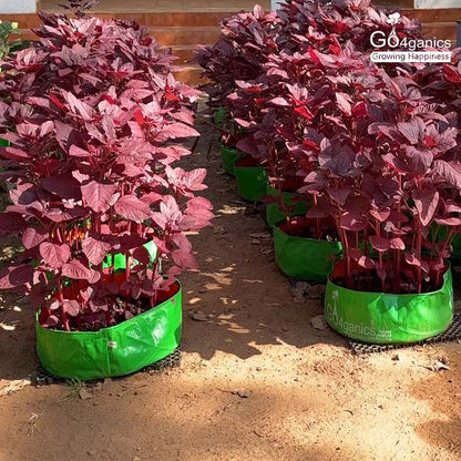 Vegetable Grow Bag Combo (Pack of 5)