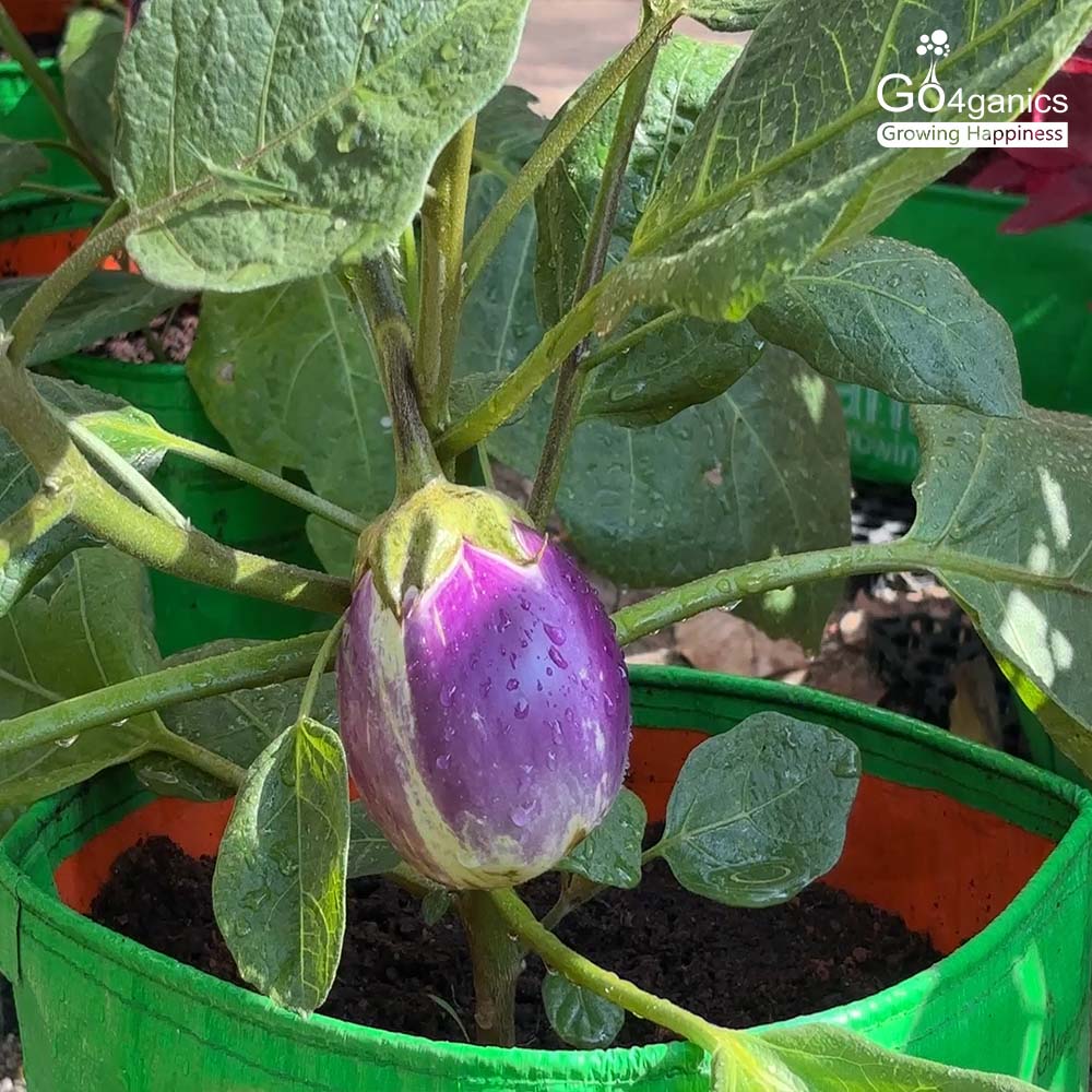 HDPE Grow Bag (Any Size - Minimum order 5 pcs)