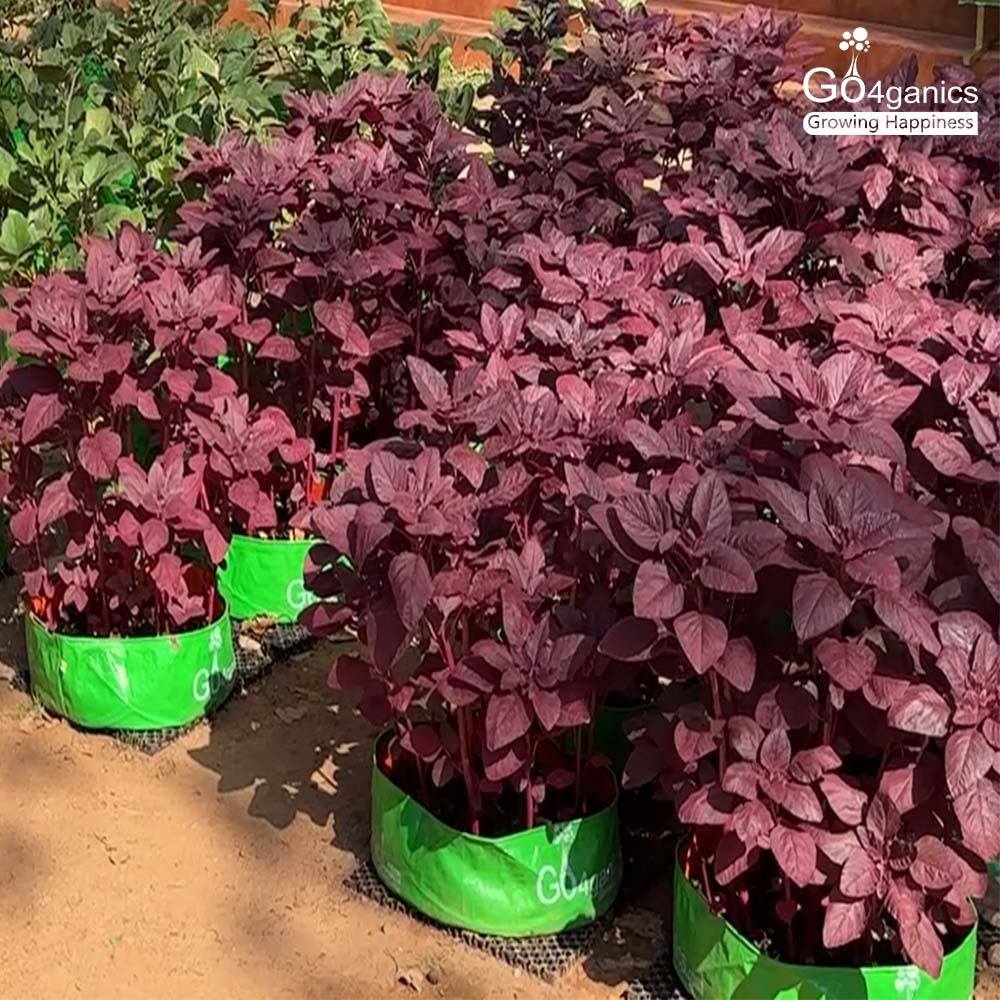 GO4ganics All Size HDPE Grow Bags for vegetables and Gardening