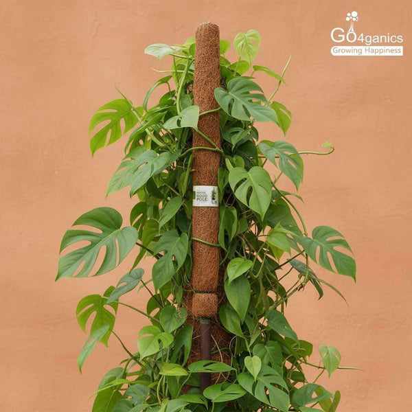 Go4ganics premium coco pole for climbing plants, made of natural coir for plant support and moss growth.