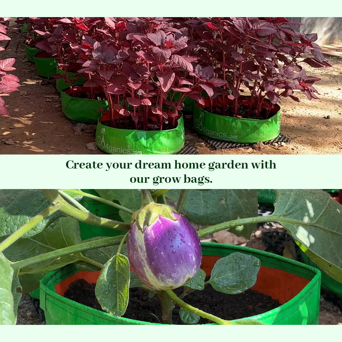 Go4ganics_grow_bags_for_plants_and_gardening