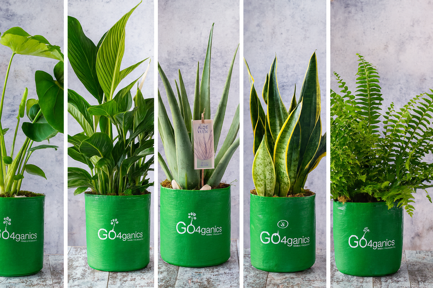 Go4ganics growbags Indoor plant lovers