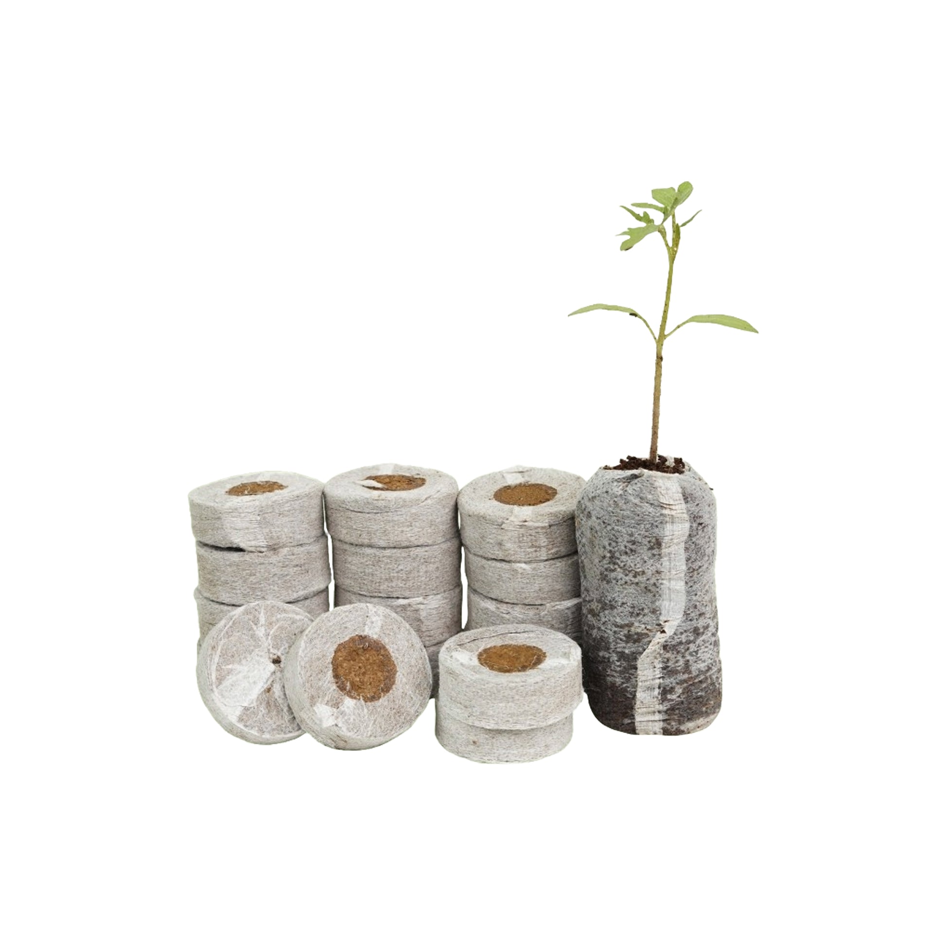 Cocopeat Coins (50 Pcs)