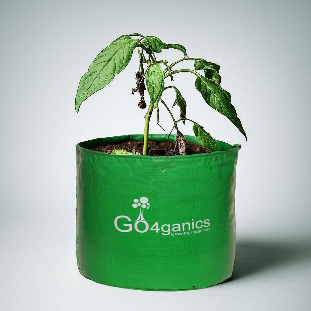 Green plant in a Go4ganics grow bag