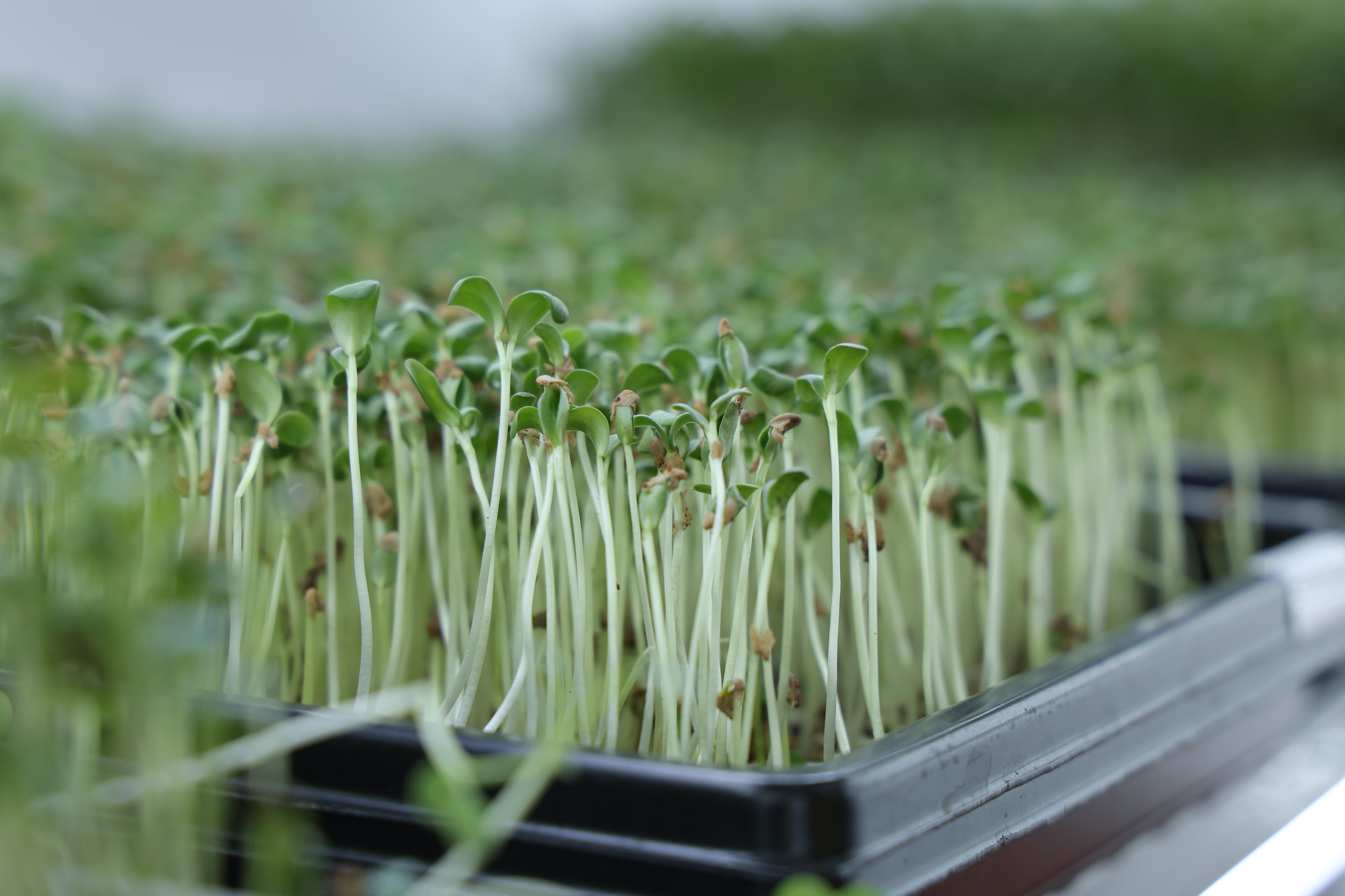 Micro greens