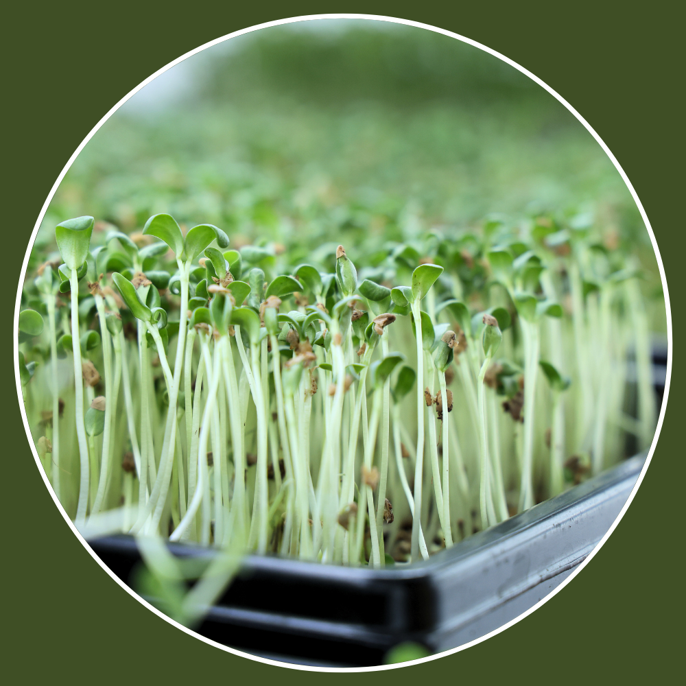 Microgreens