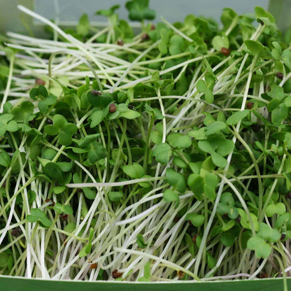 Mustard Microgreens