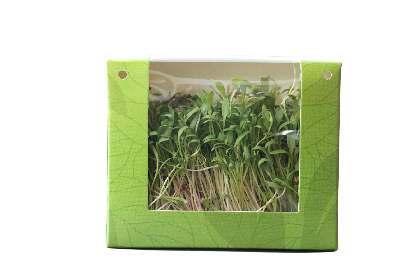 Palak Microgreens