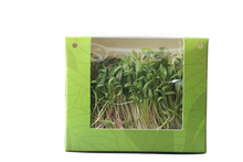 Palak Microgreens